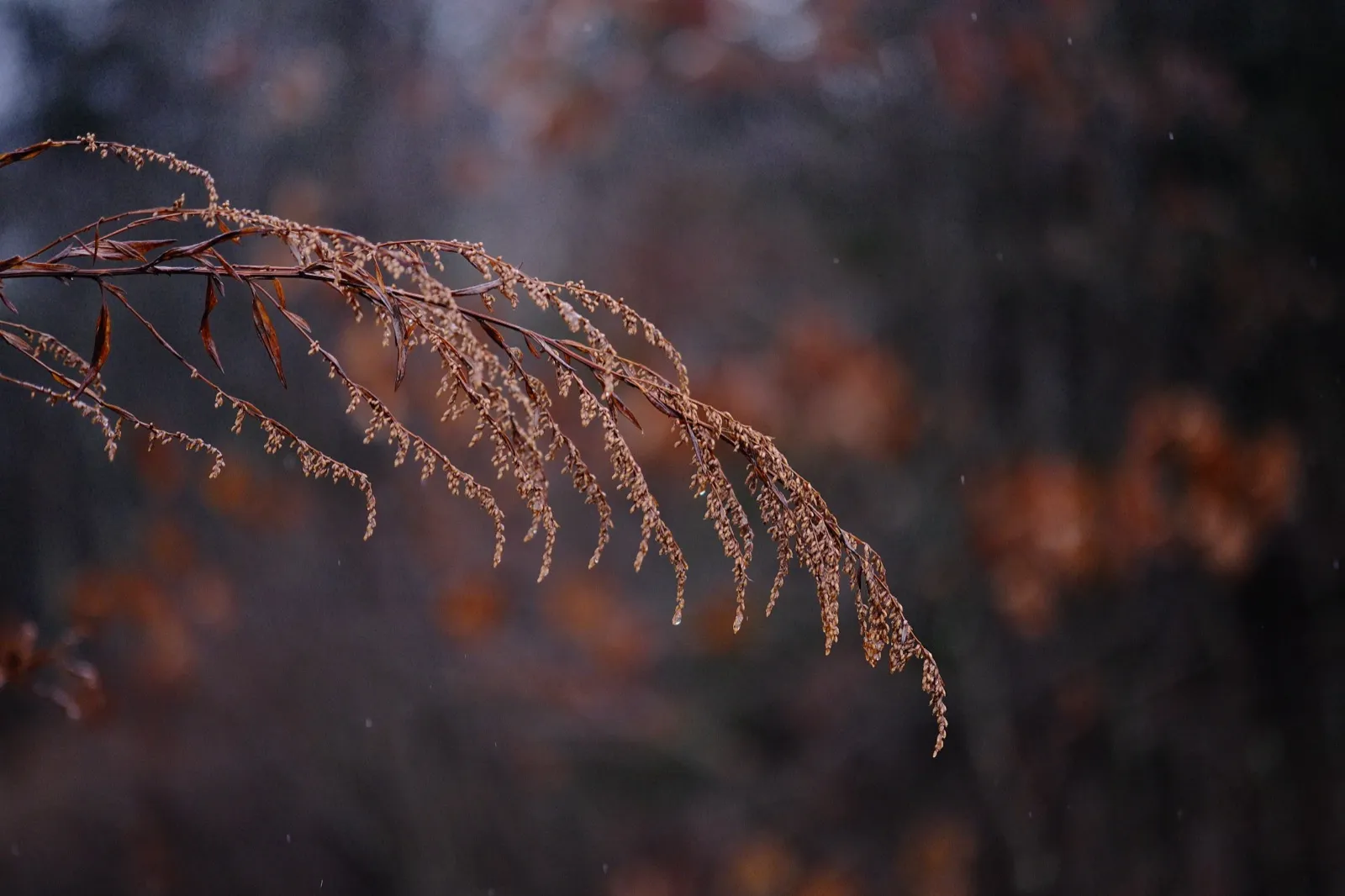 Delicate branch with soft bokeh background